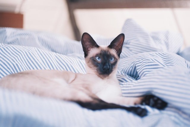 Gatos são apegados, sim! Estudo aponta que felinos entendem quando humanos  falam diretamente com eles, Ciência