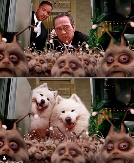 Instagram recria cenas de filmes famosos com cãezinhos