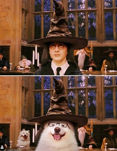 Instagram recria cenas de filmes famosos com cãezinhos