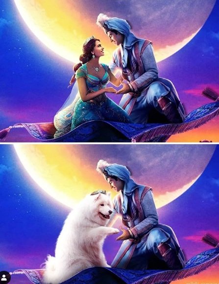 Instagram recria cenas de filmes famosos com cãezinhos