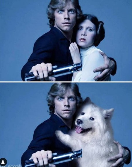 Instagram recria cenas de filmes famosos com cãezinhos
