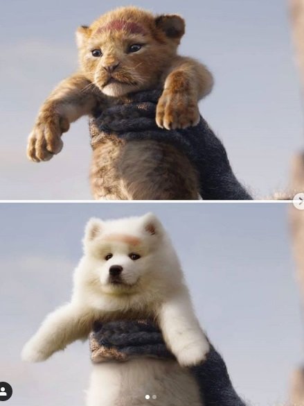 Instagram recria cenas de filmes famosos com cãezinhos