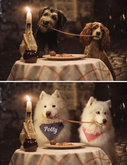 Instagram recria cenas de filmes famosos com cãezinhos