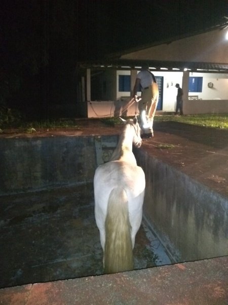 égua em piscina