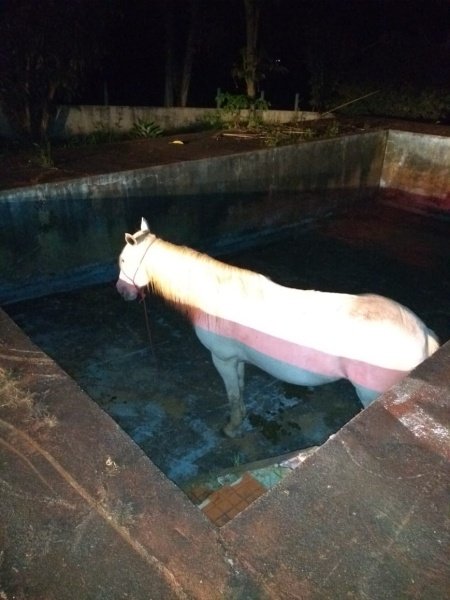 égua