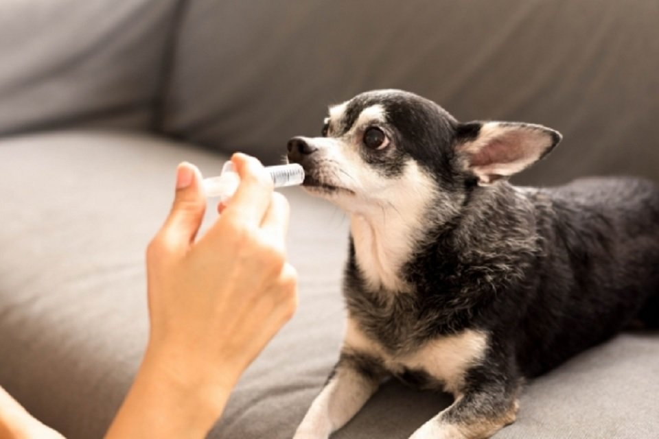 Remédio para pets é o bicho cachorro