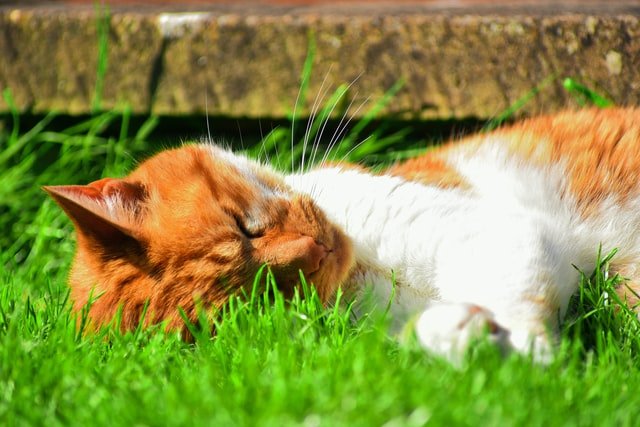 Gato deitado na grama é o bicho pets