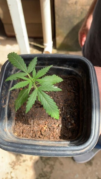 pé de maconha