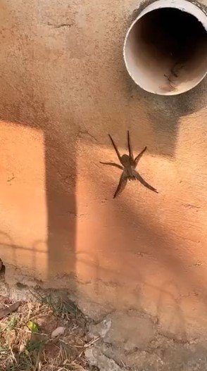 Simaria encontra aranha gigante no condomínio