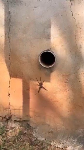 Simaria encontra aranha gigante no condomínio