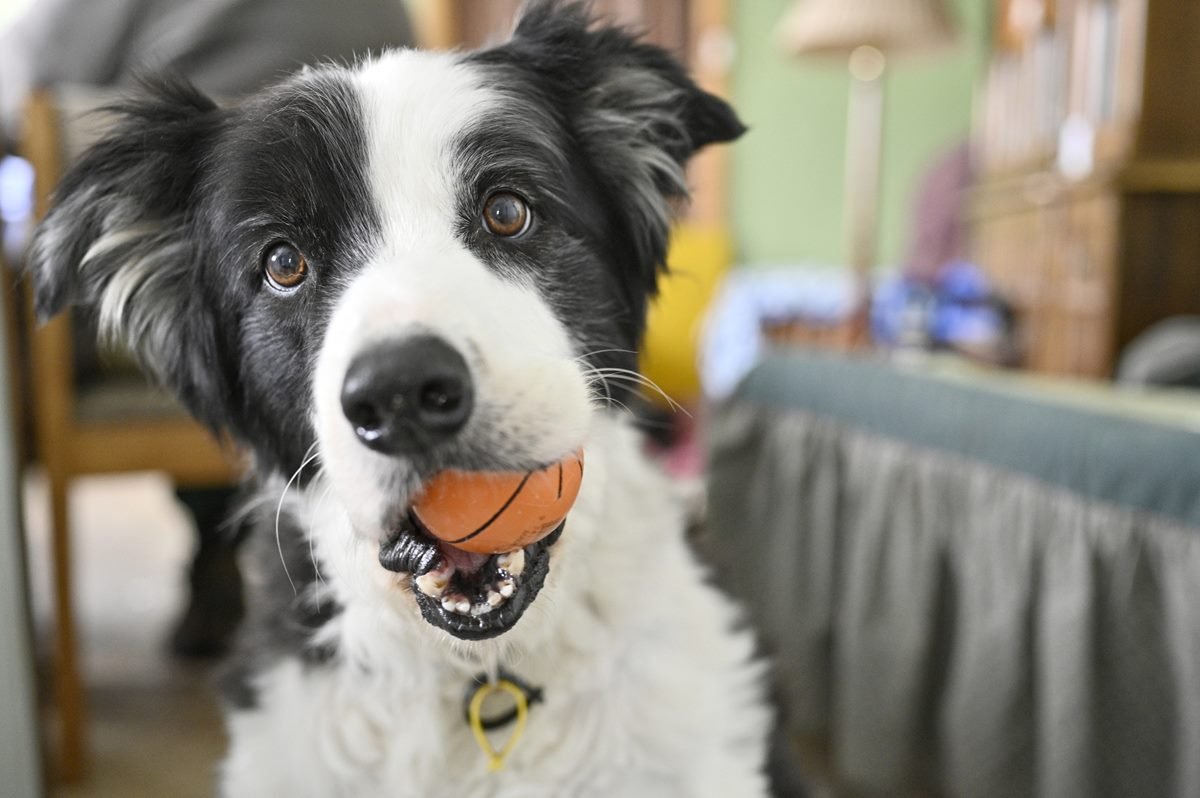Cachorro com brinquedo na boca