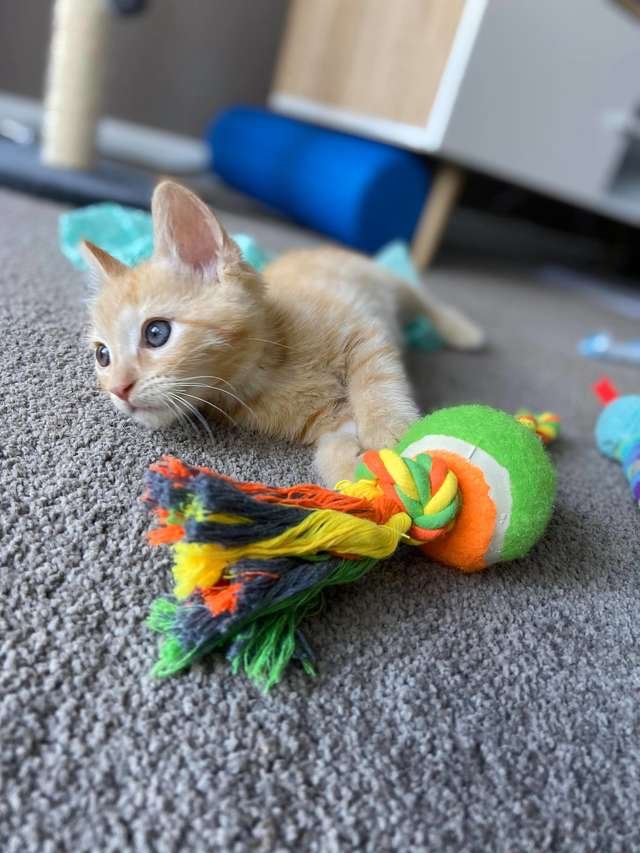 Gatinho usando suéter