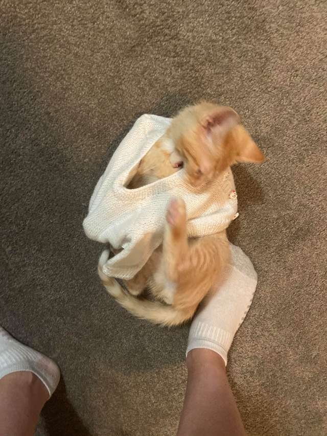 Gatinho usando suéter