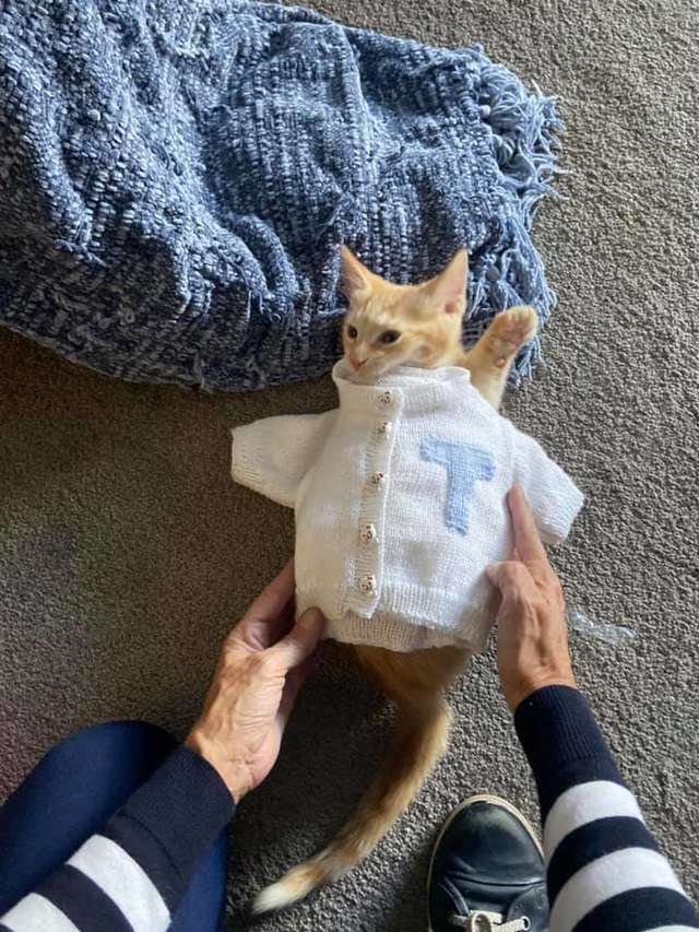 Gatinho usando suéter