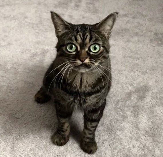 Gatinha brava é o bicho pets