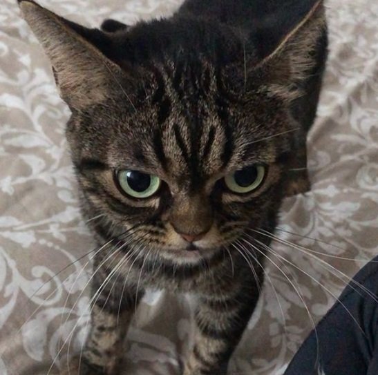 Gatinha brava é o bicho pets