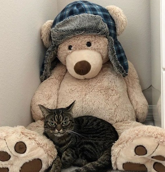 Gatinha brava é o bicho pets