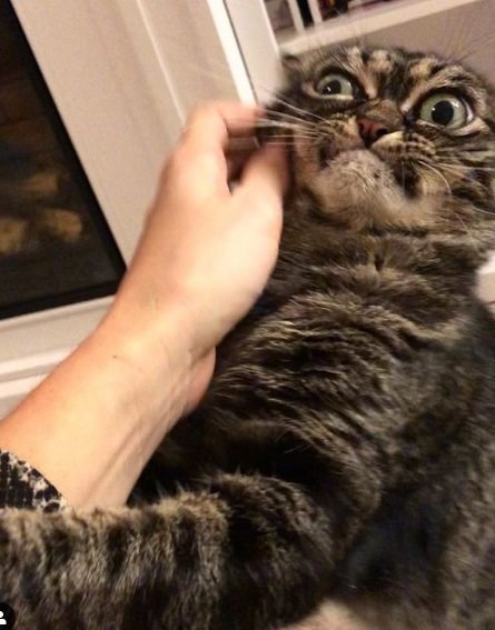 Gatinha brava é o bicho pets