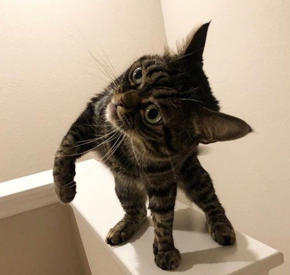 Gatinha brava é o bicho pets