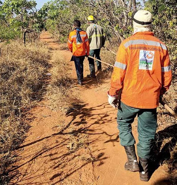 Três brigadistas florestais caminhando na mata
