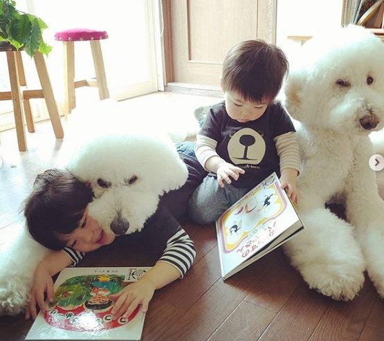 Iti! Poodles gigantes fazem sucesso na web ao lado dos tutores