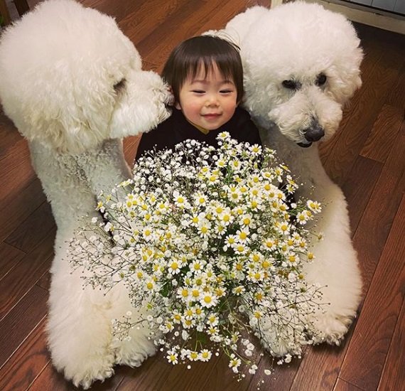Iti! Poodles gigantes fazem sucesso na web ao lado dos tutores
