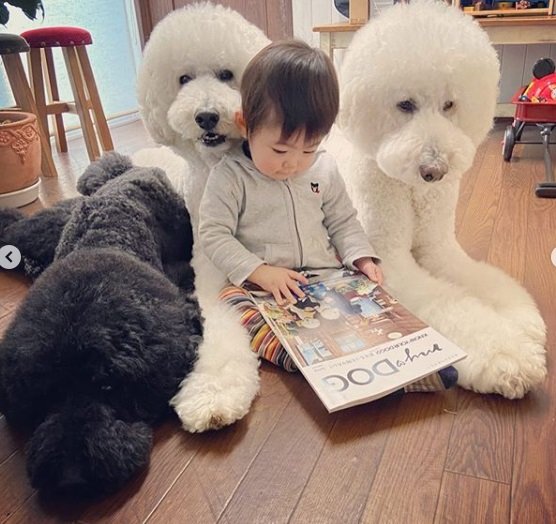 Iti! Poodles gigantes fazem sucesso na web ao lado dos tutores