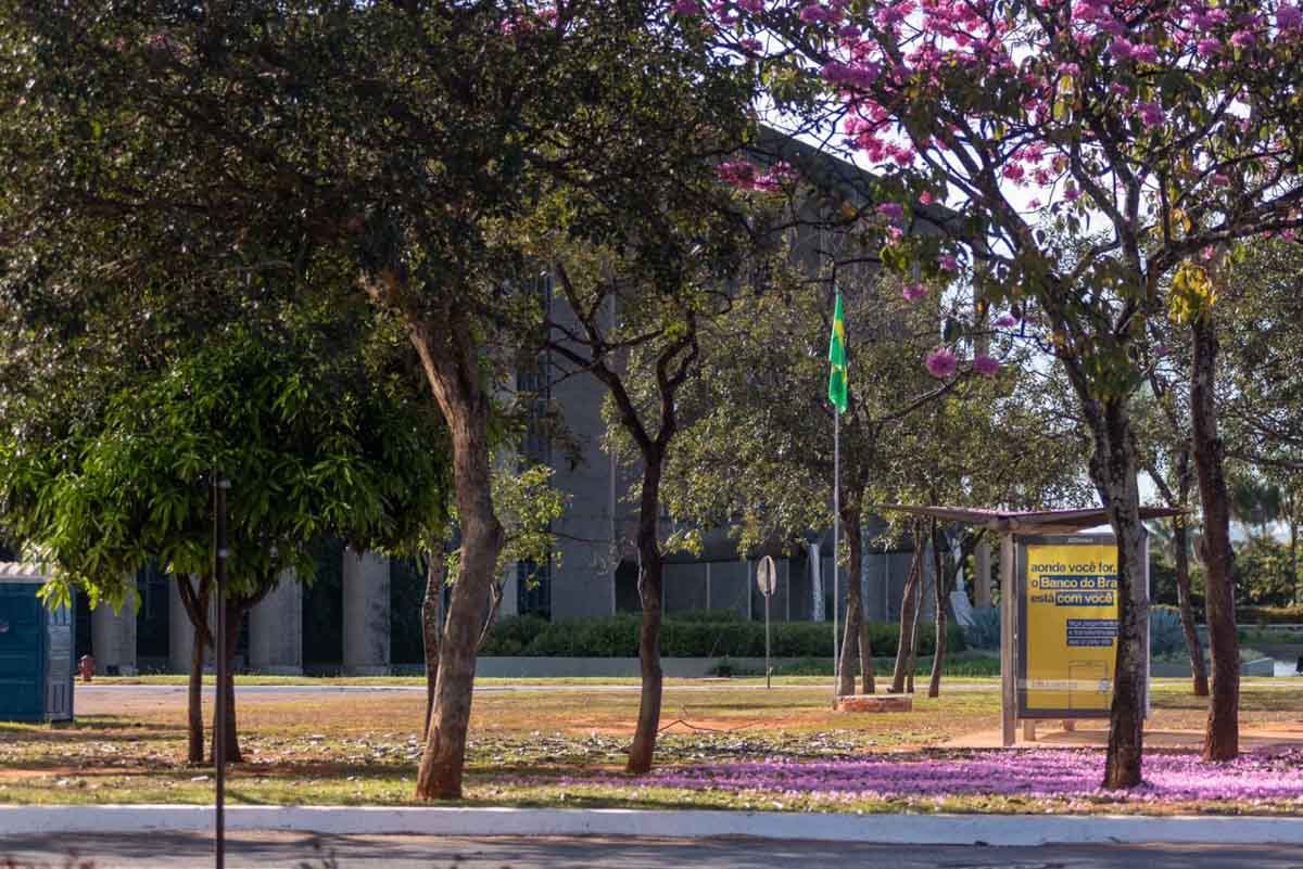 acampamento dos 300 do Brasil é retirado da esplanada