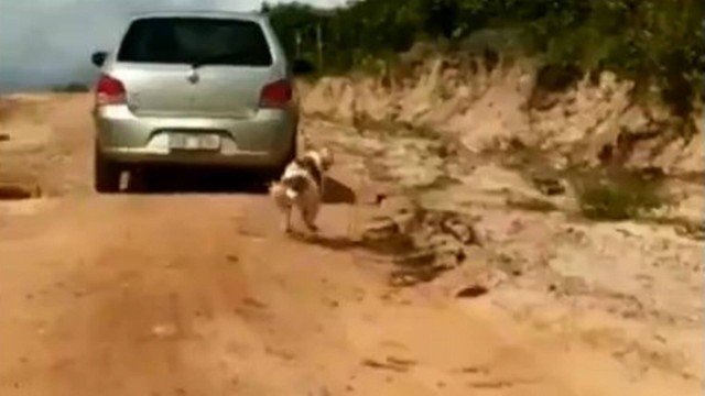 Cavalo é puxado por carro com uma corda presa ao pescoço em rua de  Fortaleza; vídeo, Ceará