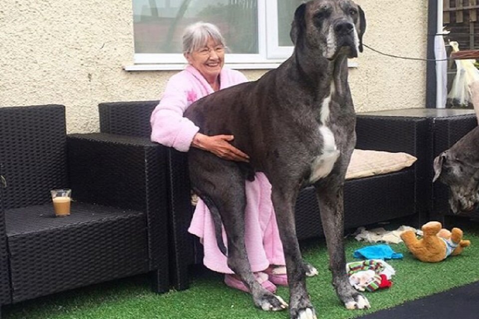 Maior cachorro do mundo: conheça o gigante Freddy