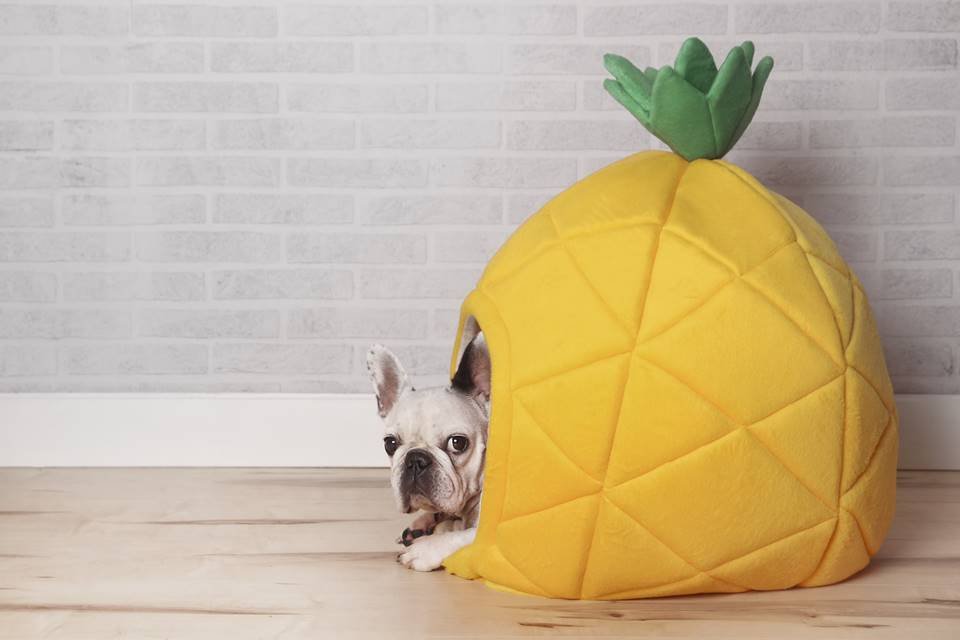 Na foto, um cachorro dentro de uma cama pet em formato de abacaxi - Metrópoles