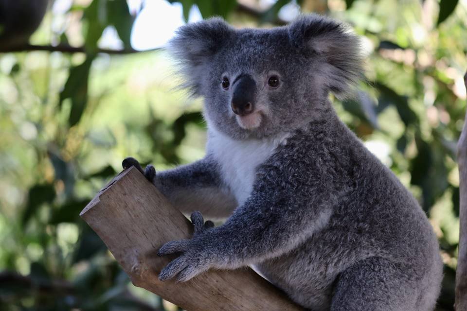 A coala Elsa