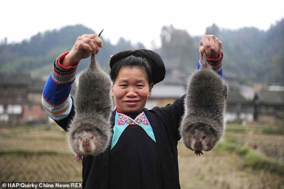 Agricultores chineses encontram rato gigantesco de 5 kg