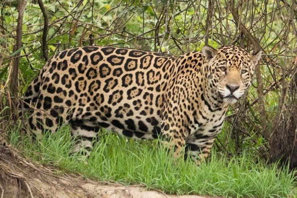 WWF: terras indígenas são fundamentais para proteção de onças-pintadas