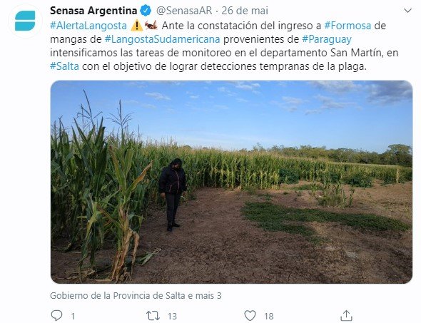 Foto de lavoura monitorada após nuvem de gafanhotos