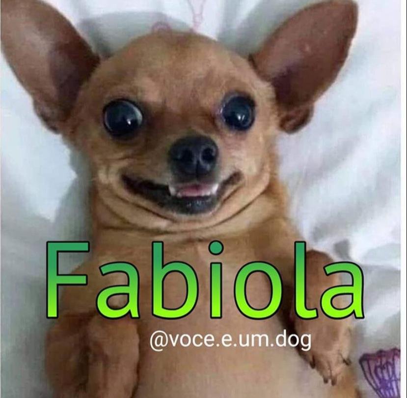 Memes de pets com nome de pessoas viralizam no Instagram