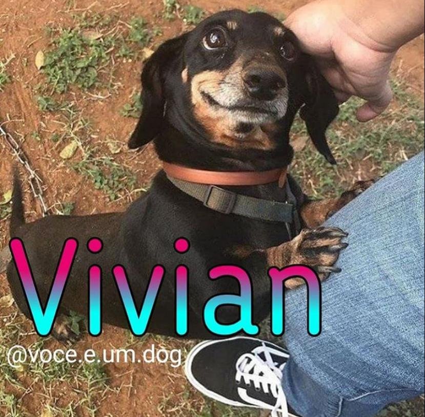 Bombou! Memes de bichinho com nome de gente fazem sucesso nas redes sociais
