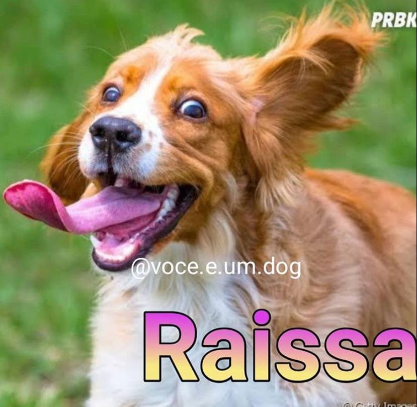 Bombou! Memes de bichinho com nome de gente fazem sucesso nas redes sociais