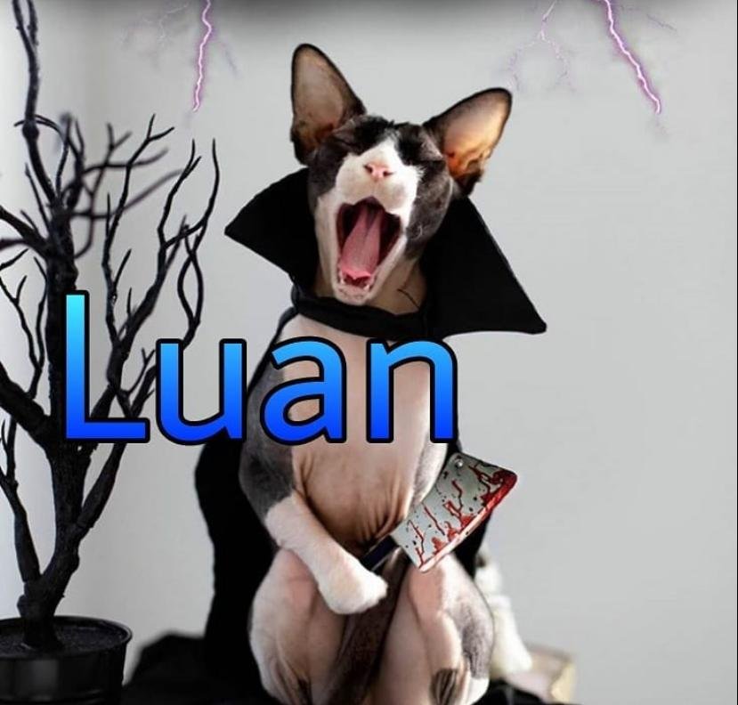 Bombou! Memes de bichinho com nome de gente fazem sucesso nas redes sociais