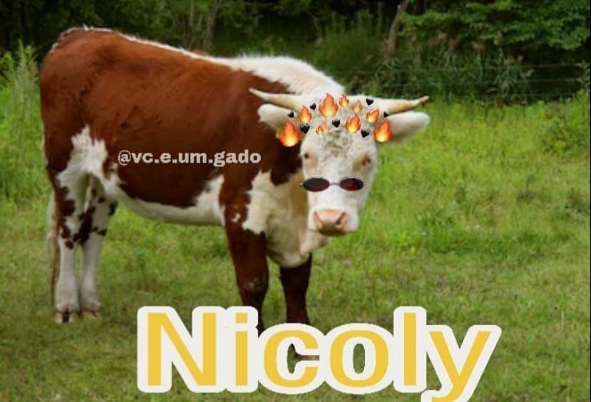 Bombou! Memes de bichinho com nome de gente fazem sucesso nas redes sociais