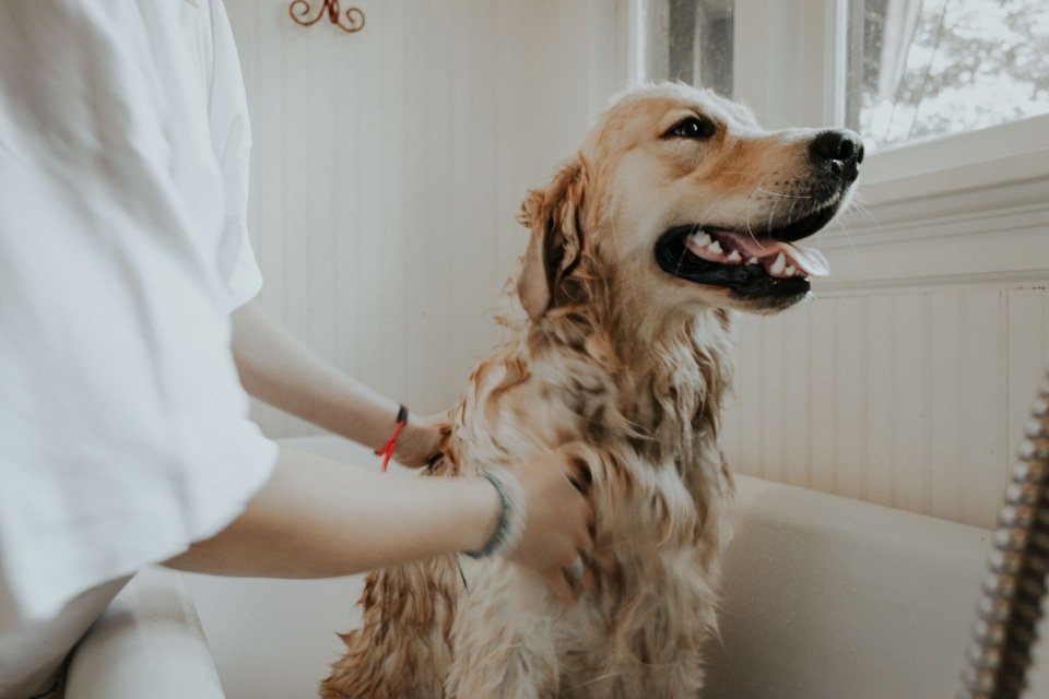 Pessoa dá banho em cachorro, banheira, banho em casa