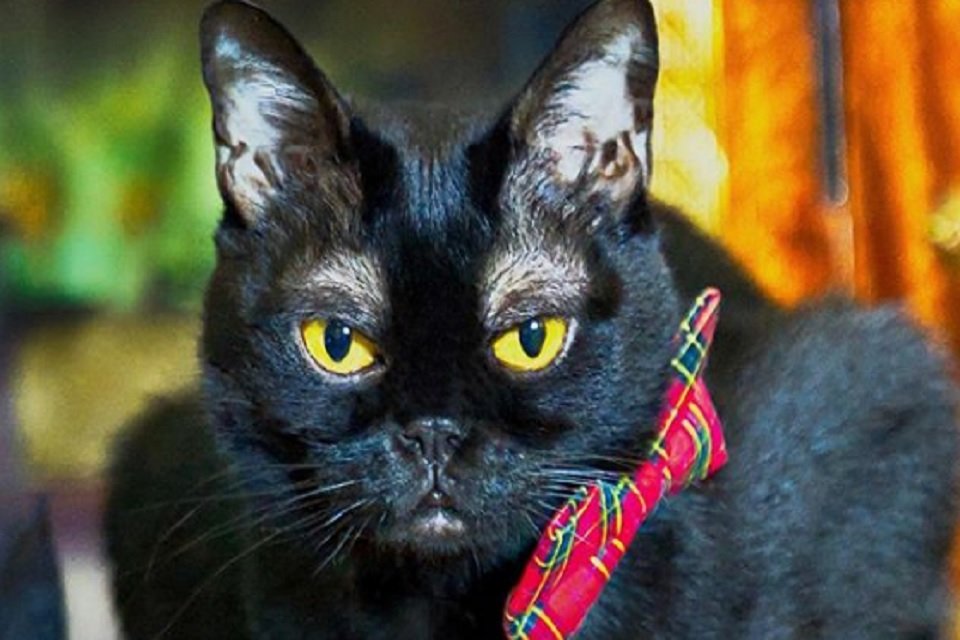 Iti! Gatinho com 