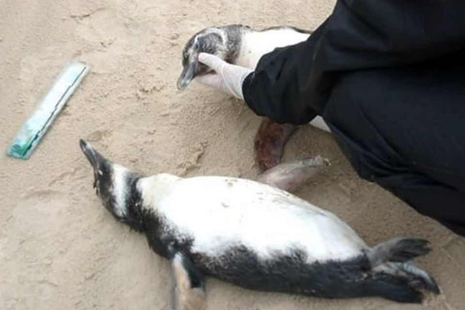 pinguins mortos SC