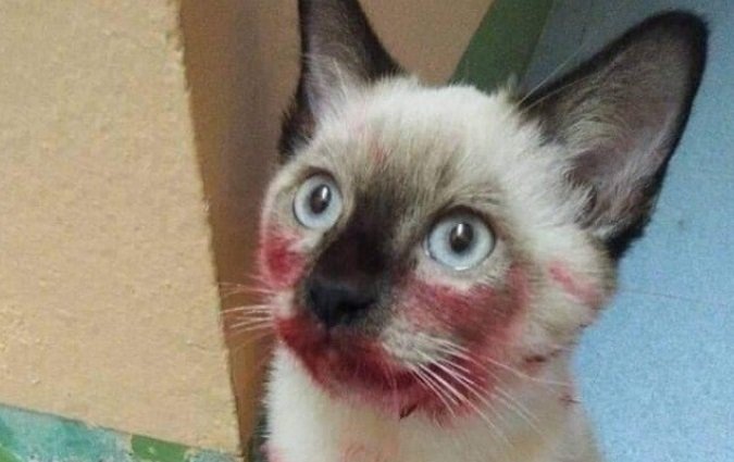 Iti! Gatinha brinca com batom e acaba fazendo sucesso na internet