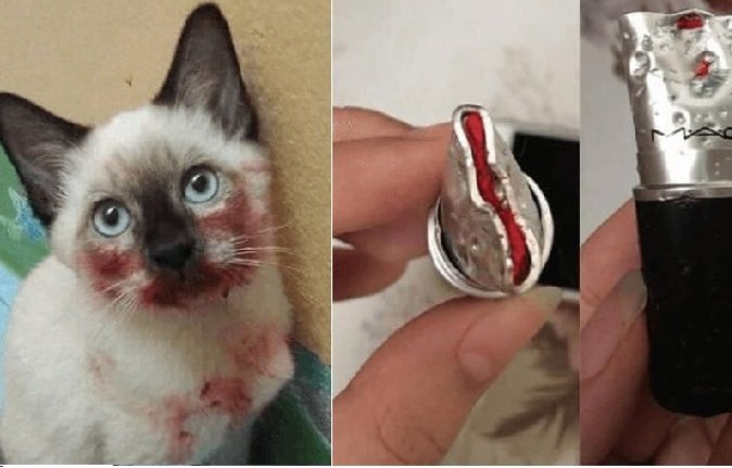 Iti! Gatinha brinca com batom e acaba fazendo sucesso na internet