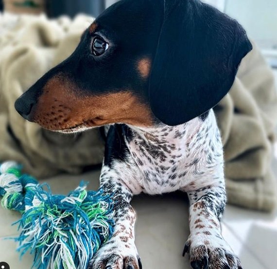 Conheça Moo, o cãozinho que é metade dálmata e metade salsichinha