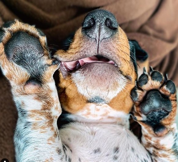 Conheça Moo, o cãozinho que é metade dálmata e metade salsichinha