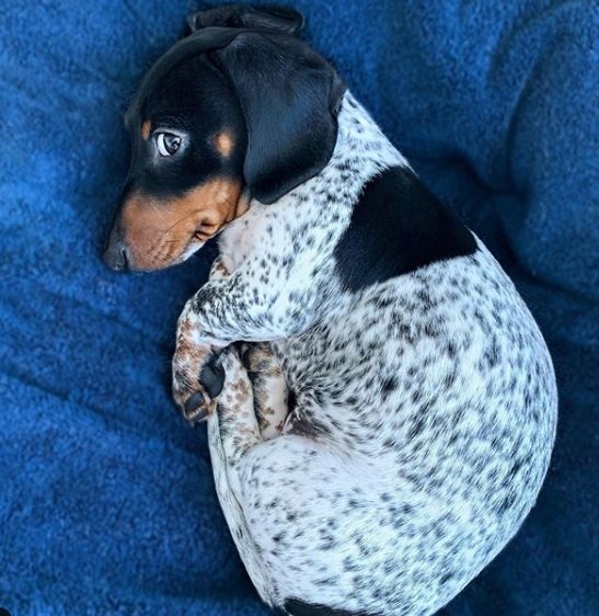 Conheça Moo, o cãozinho que é metade dálmata e metade salsichinha