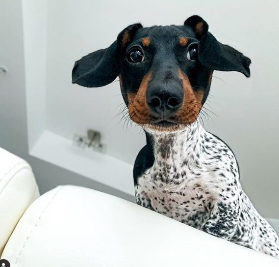Conheça Moo, o cãozinho que é metade dálmata e metade salsichinha