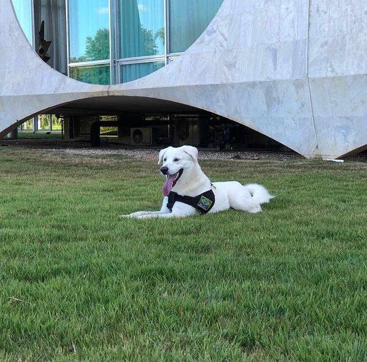 O cachorro Augusto Bolsonaro
